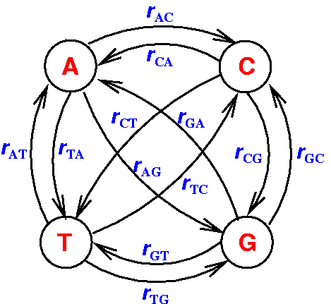 Image DNAMarkovProcess