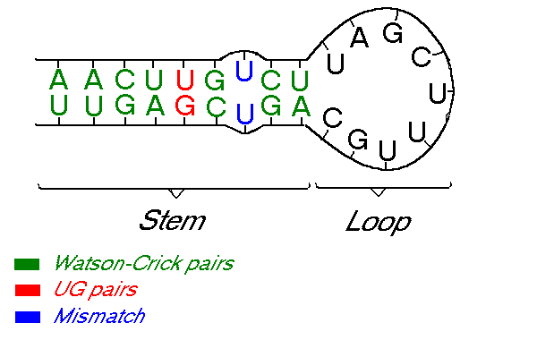 Image RNAMolecule