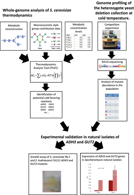 Thermodynamics and genome analysis